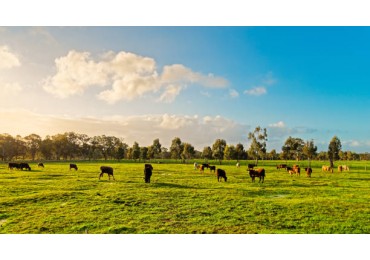 Campo de 560 hectareas